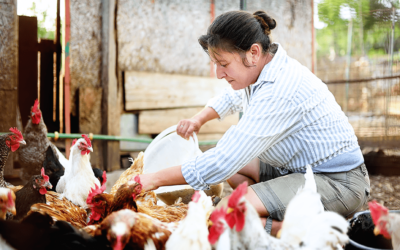 Poultry Processor Fined $60,269 Following OSHA Investigation