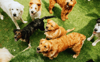 Former Dog Daycare Facility and Owner to Pay $50,000 for Wrongful Termination of 2 Employees