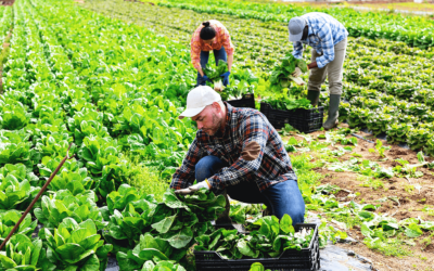 Agricultural Business Faces $32,102 in Penalties for DOL Violations
