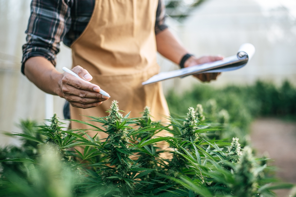 U.S. Drug Enforcement Administration Recommends Rescheduling Marijuana To Schedule III, Similar to Tylenol With Codeine